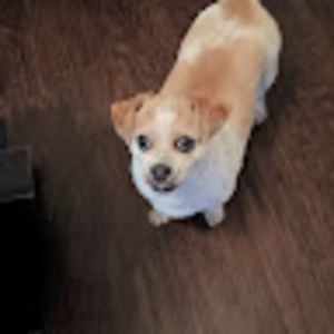 Meet your Posher, Angelia